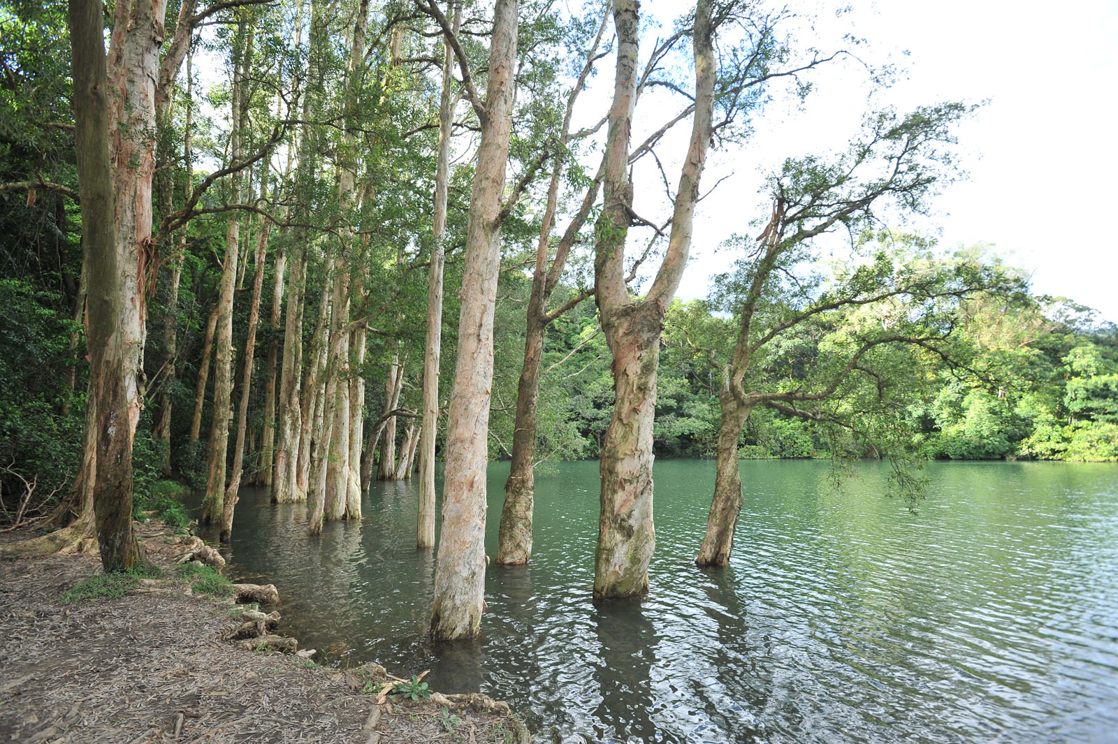 Photo 7: Shing Mun Reservoir