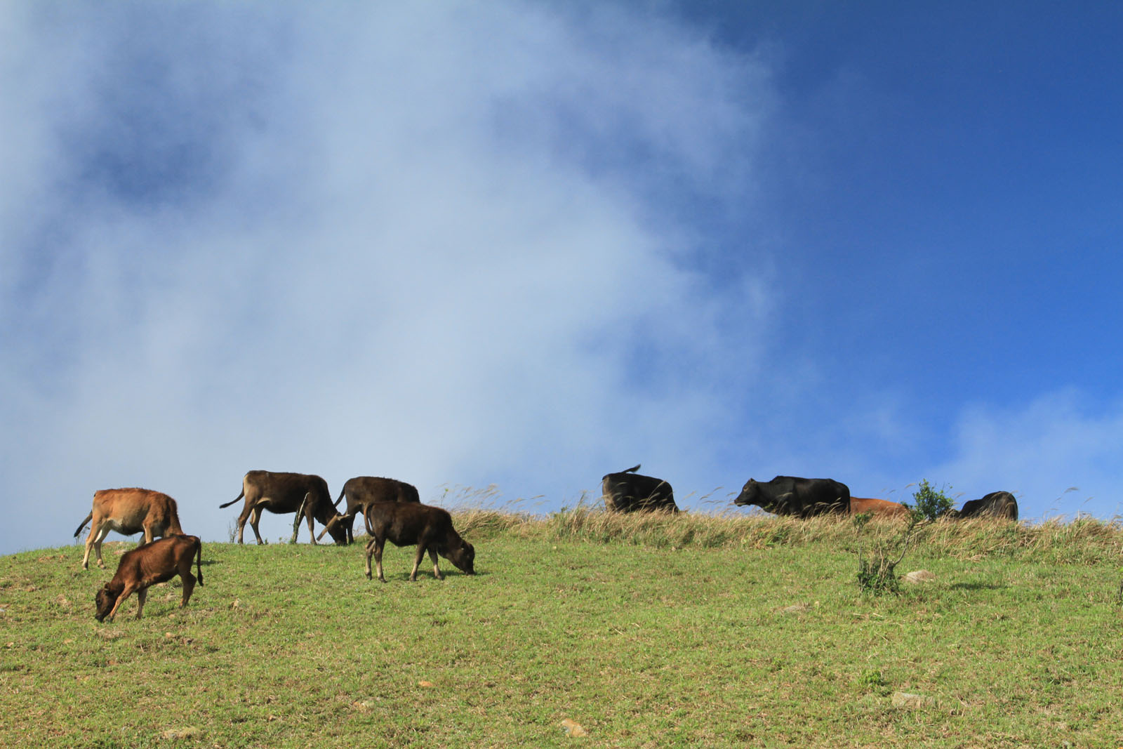 Photo 4: Tai Mo Shan Country Park