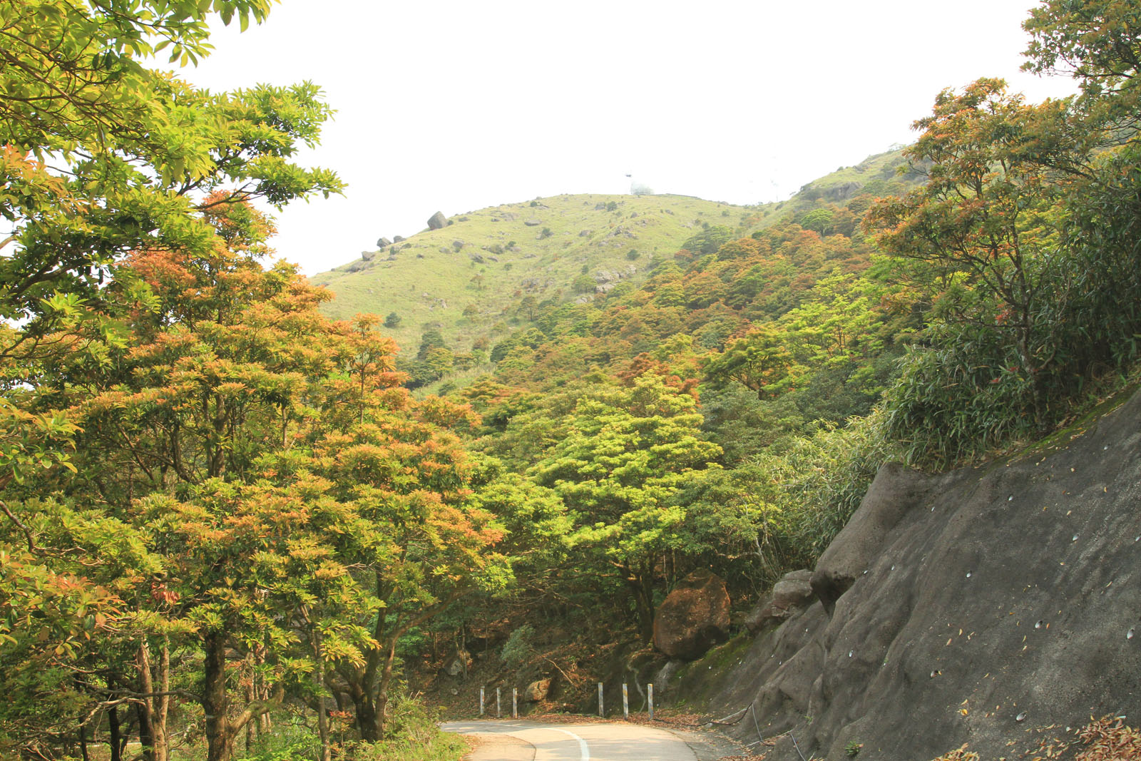 相片 6: 大帽山郊野公園