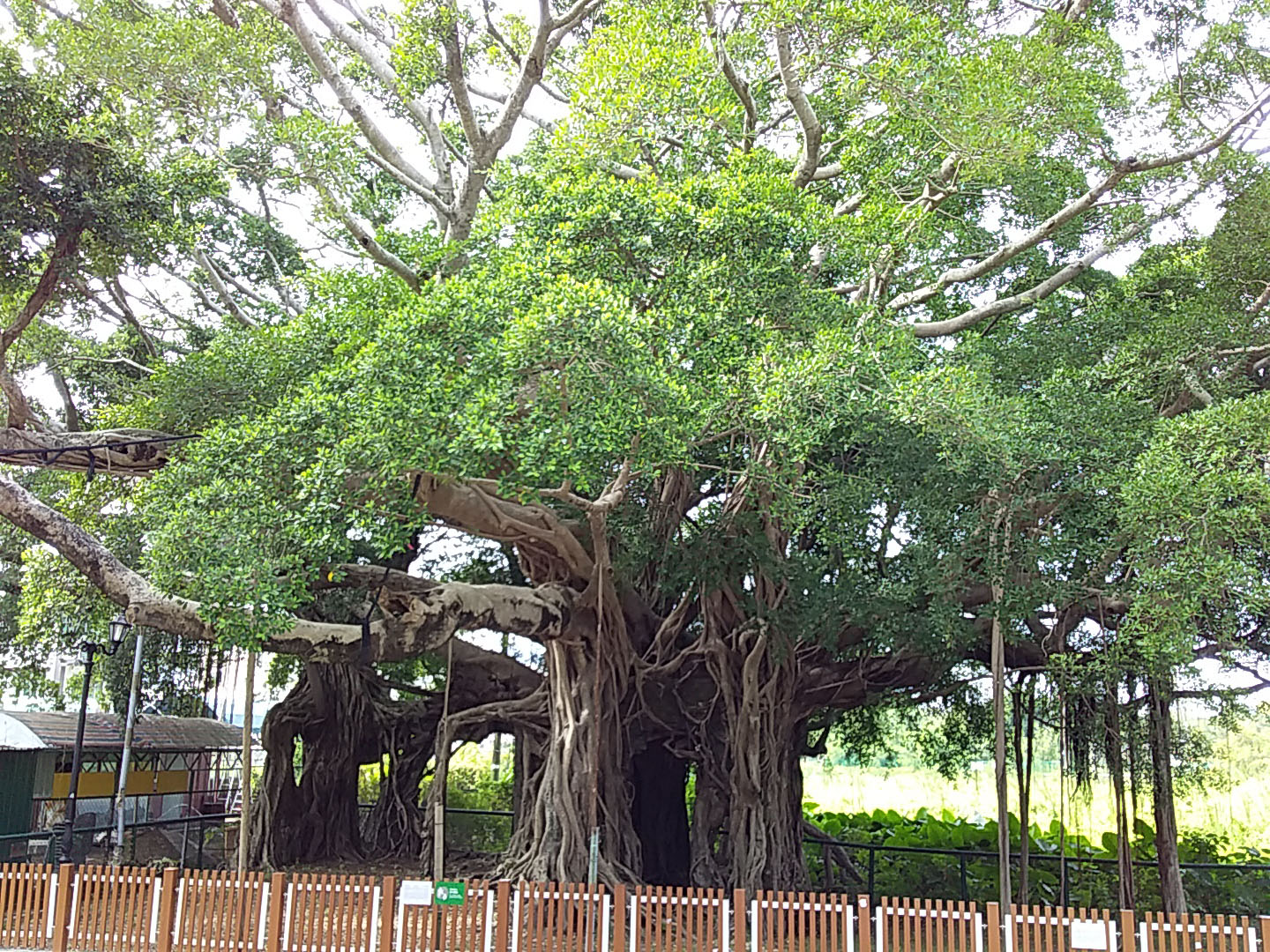 Kam Tin Tree House