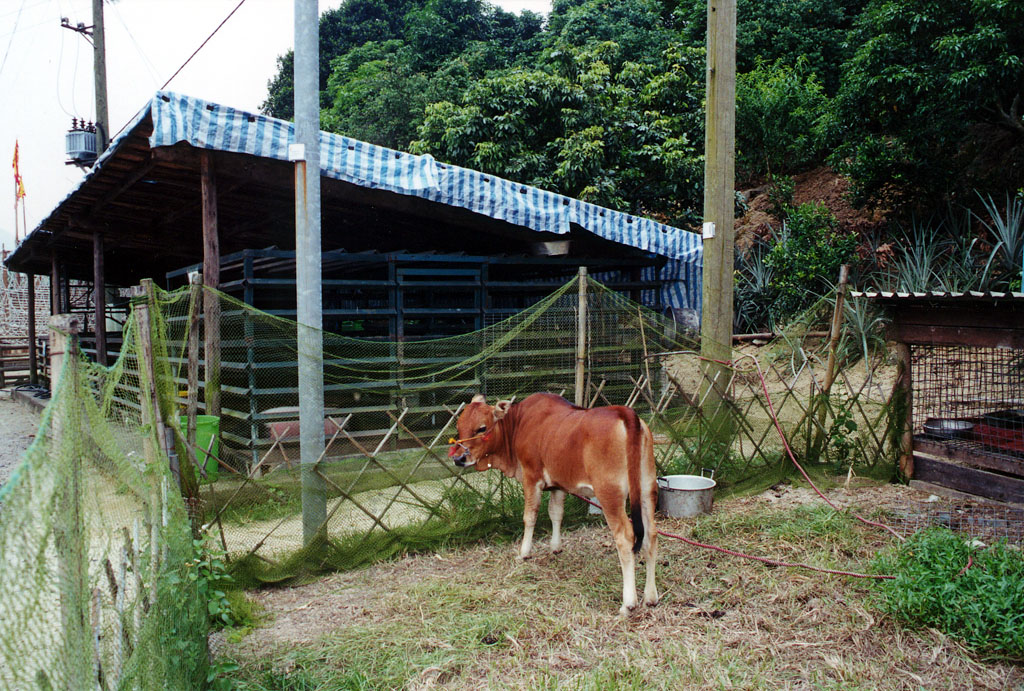 Photo 7: Tai Tong Organic Ecopark