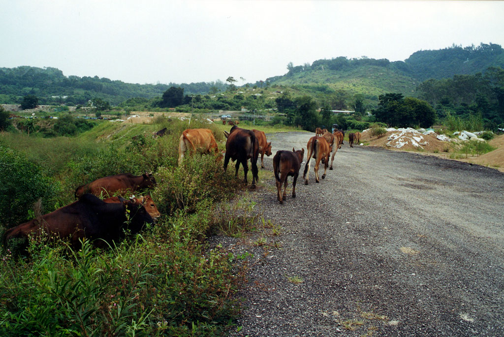 Photo 8: Tai Tong Organic Ecopark