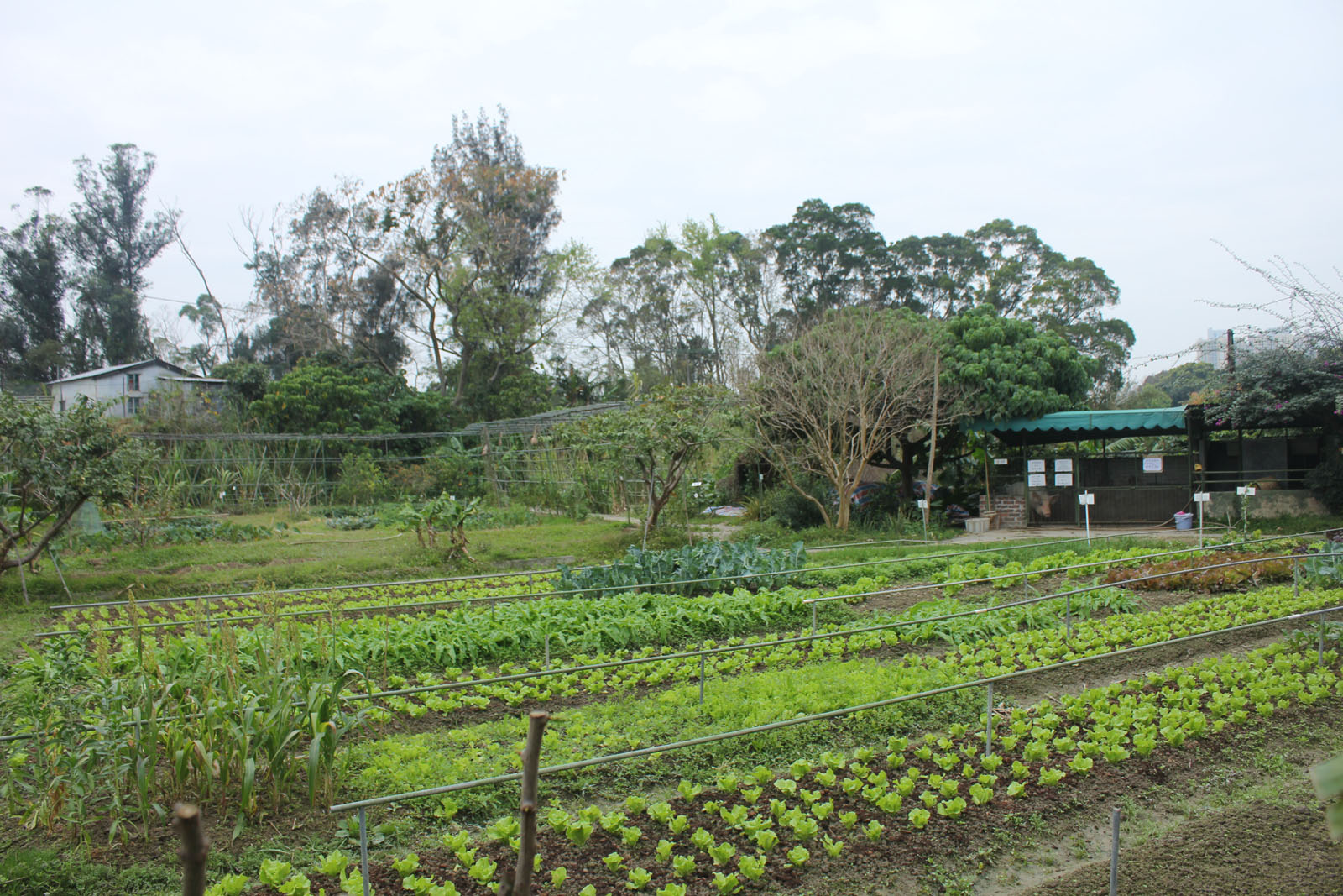 Photo 8: Holiday Farm