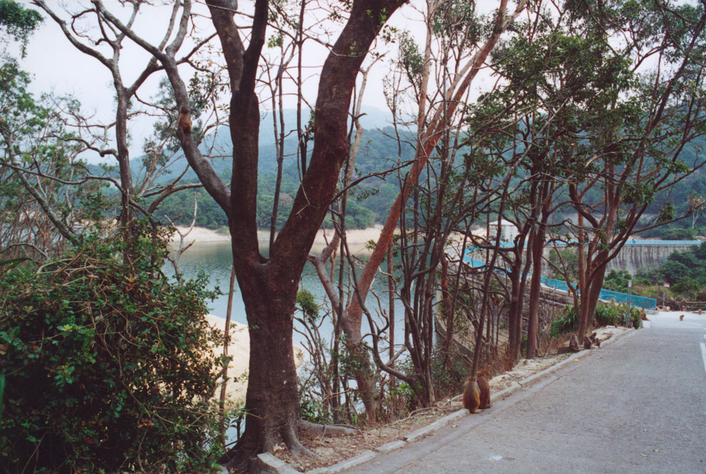 Photo 4: Kam Shan Country Park