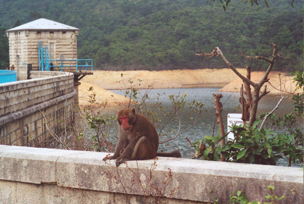 Photo 5: Kam Shan Country Park