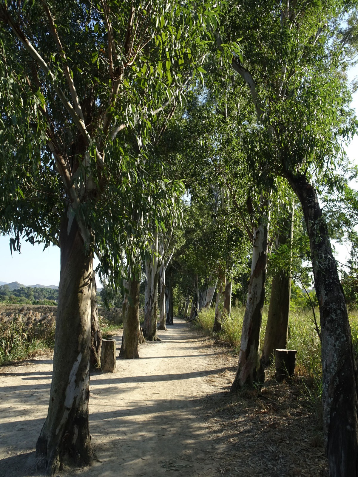 Photo 2: Government Land in Nam Sang Wai