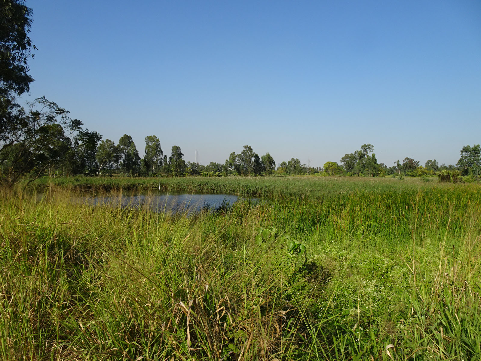 Photo 4: Government Land in Nam Sang Wai