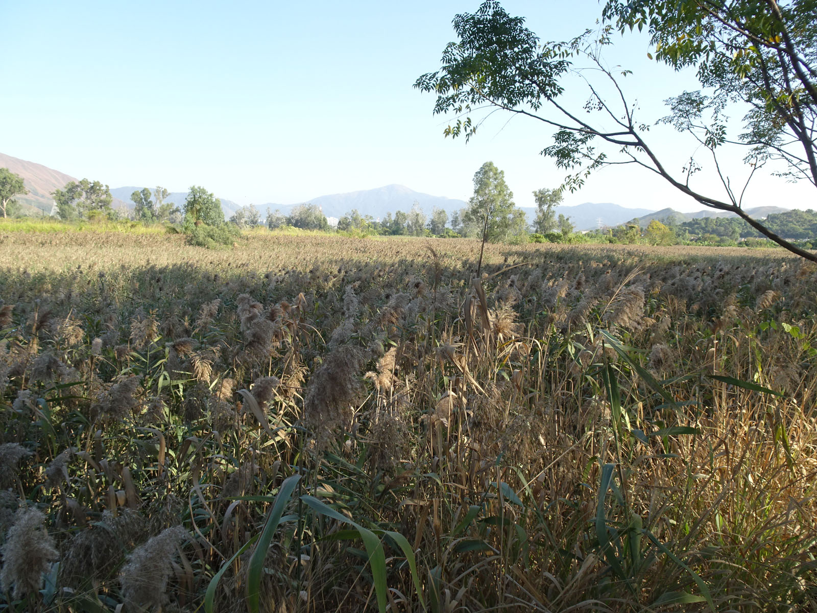 Photo 6: Government Land in Nam Sang Wai