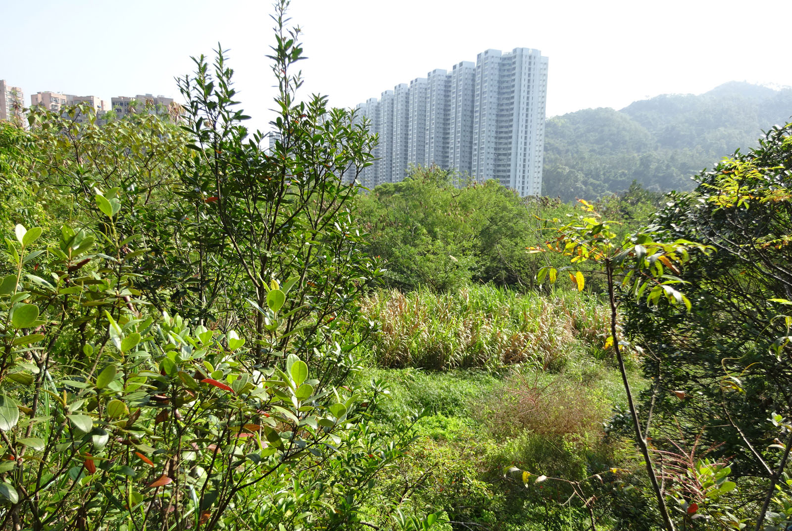 Photo 2: Government Land at Mount Parker Road