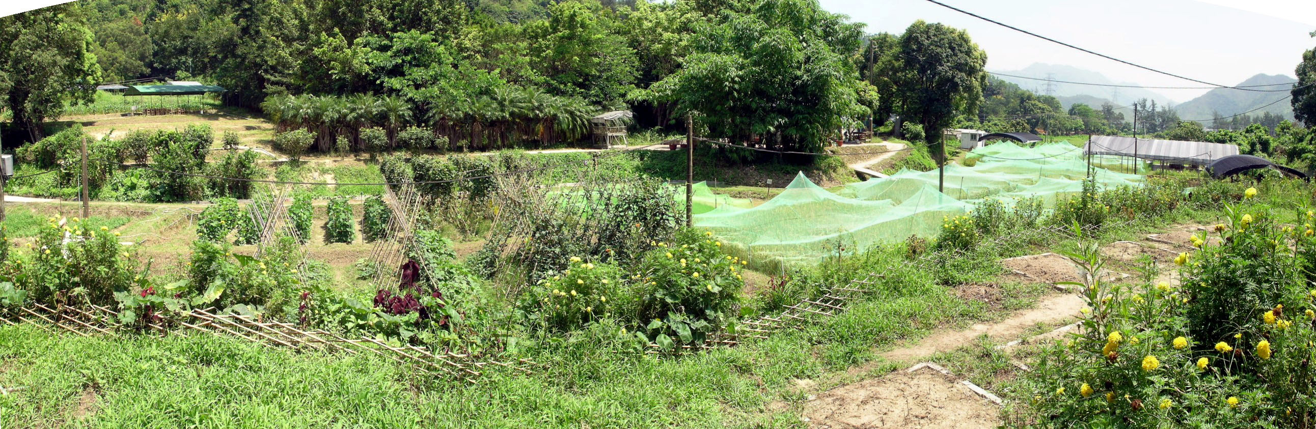 Photo 2: Produce Green Organic Farm