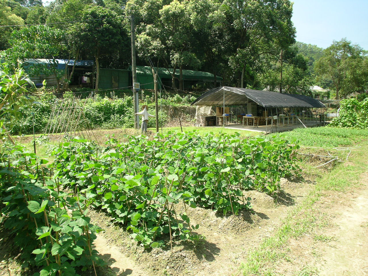 Photo 4: Produce Green Organic Farm