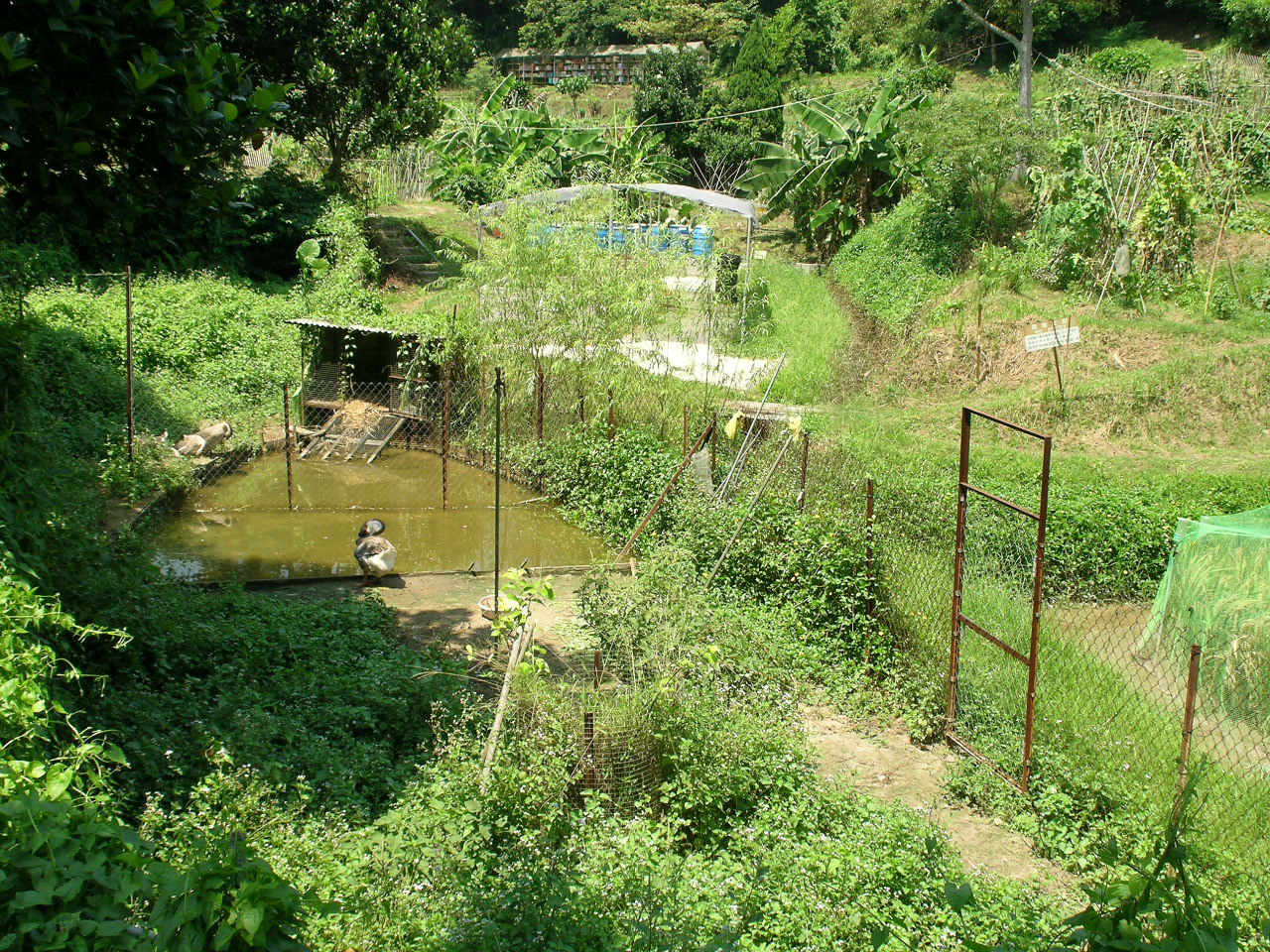 Photo 6: Produce Green Organic Farm