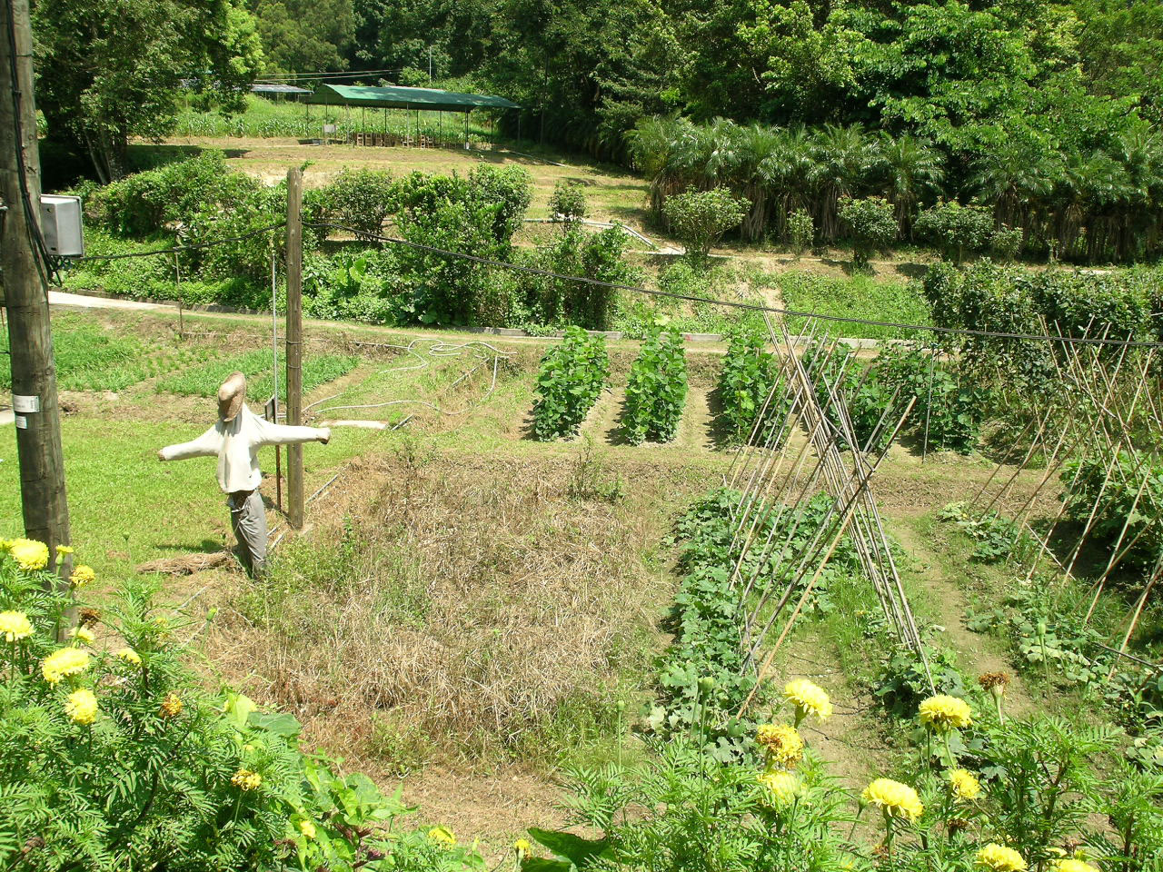 Photo 7: Produce Green Organic Farm