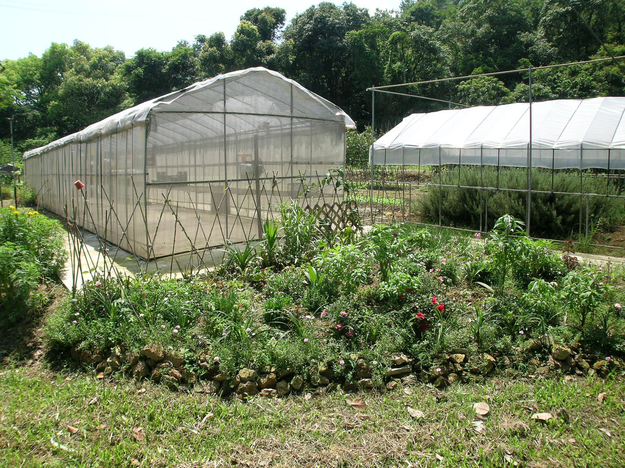 Photo 8: Produce Green Organic Farm