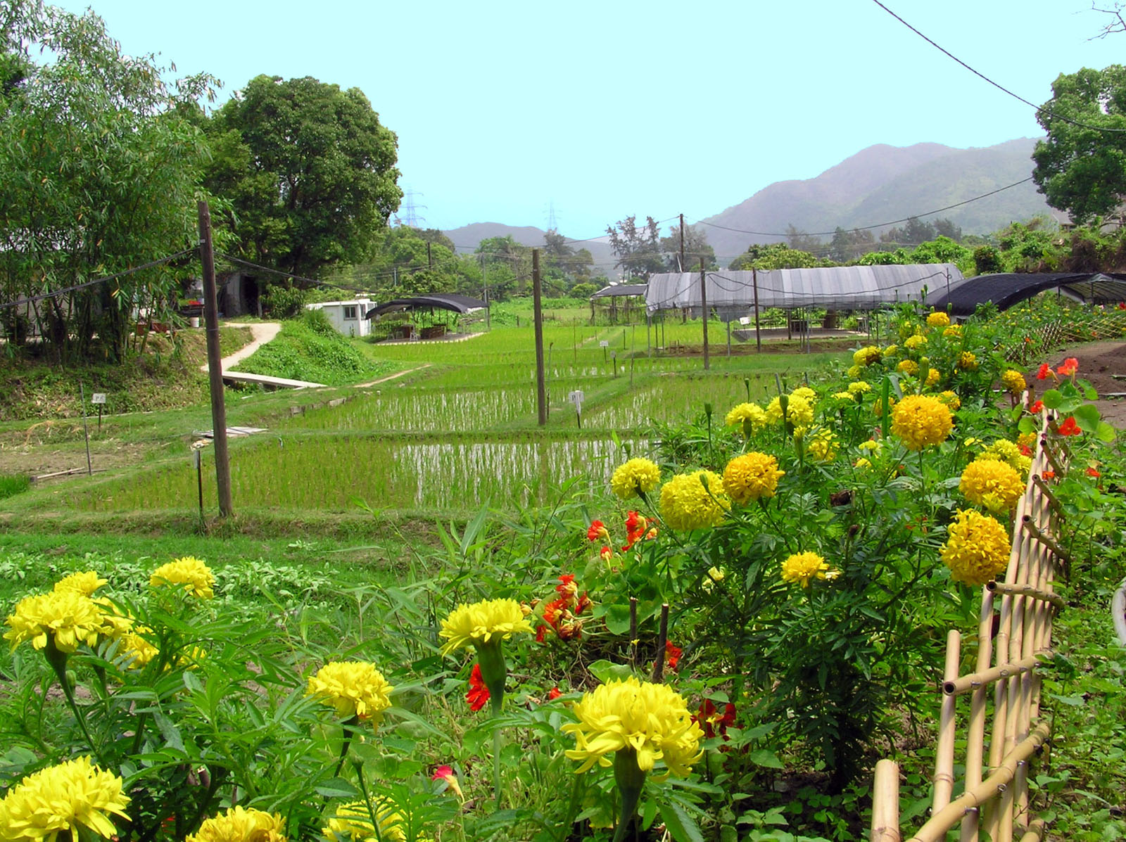 Photo 9: Produce Green Organic Farm