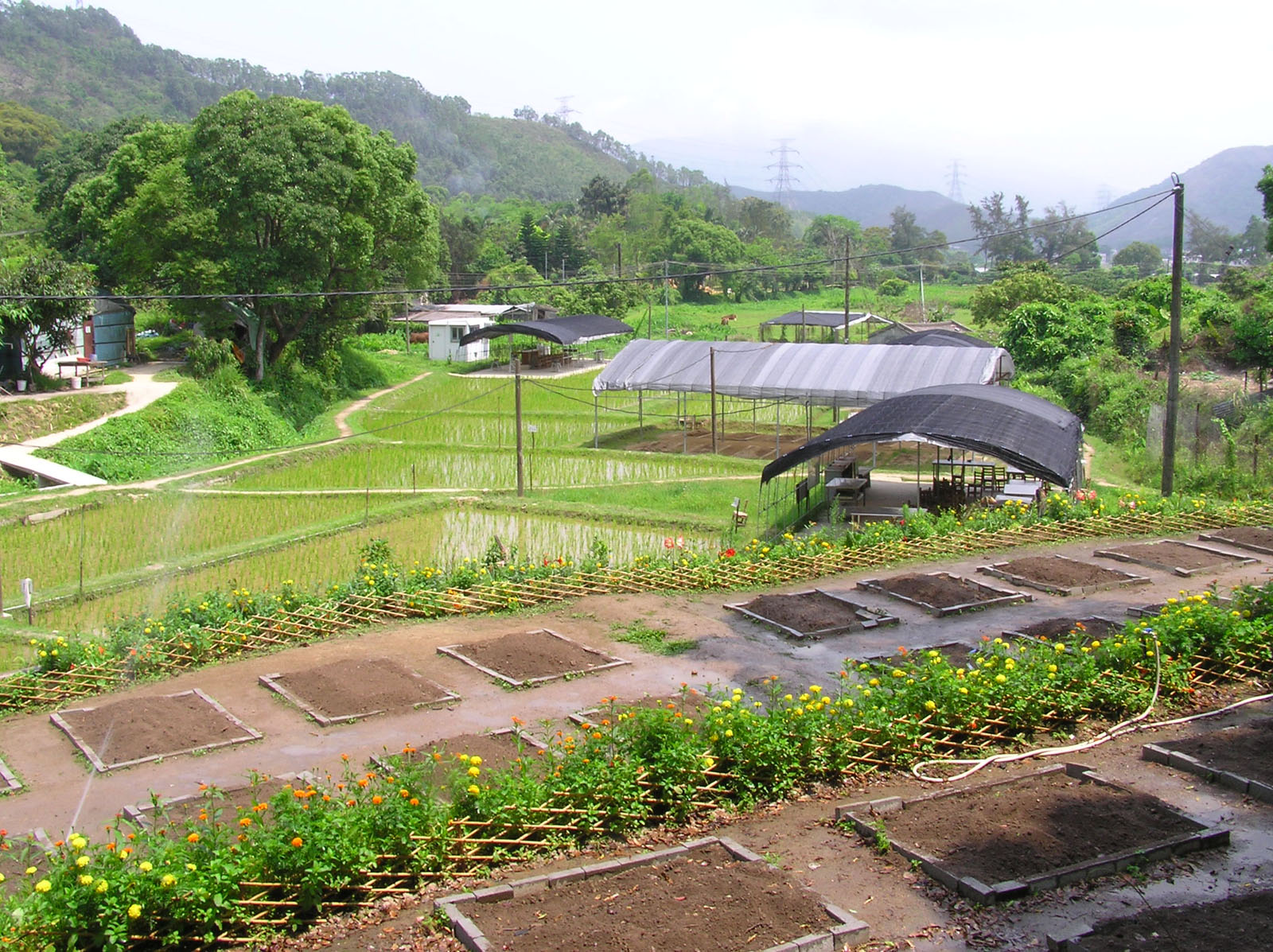 Photo 10: Produce Green Organic Farm