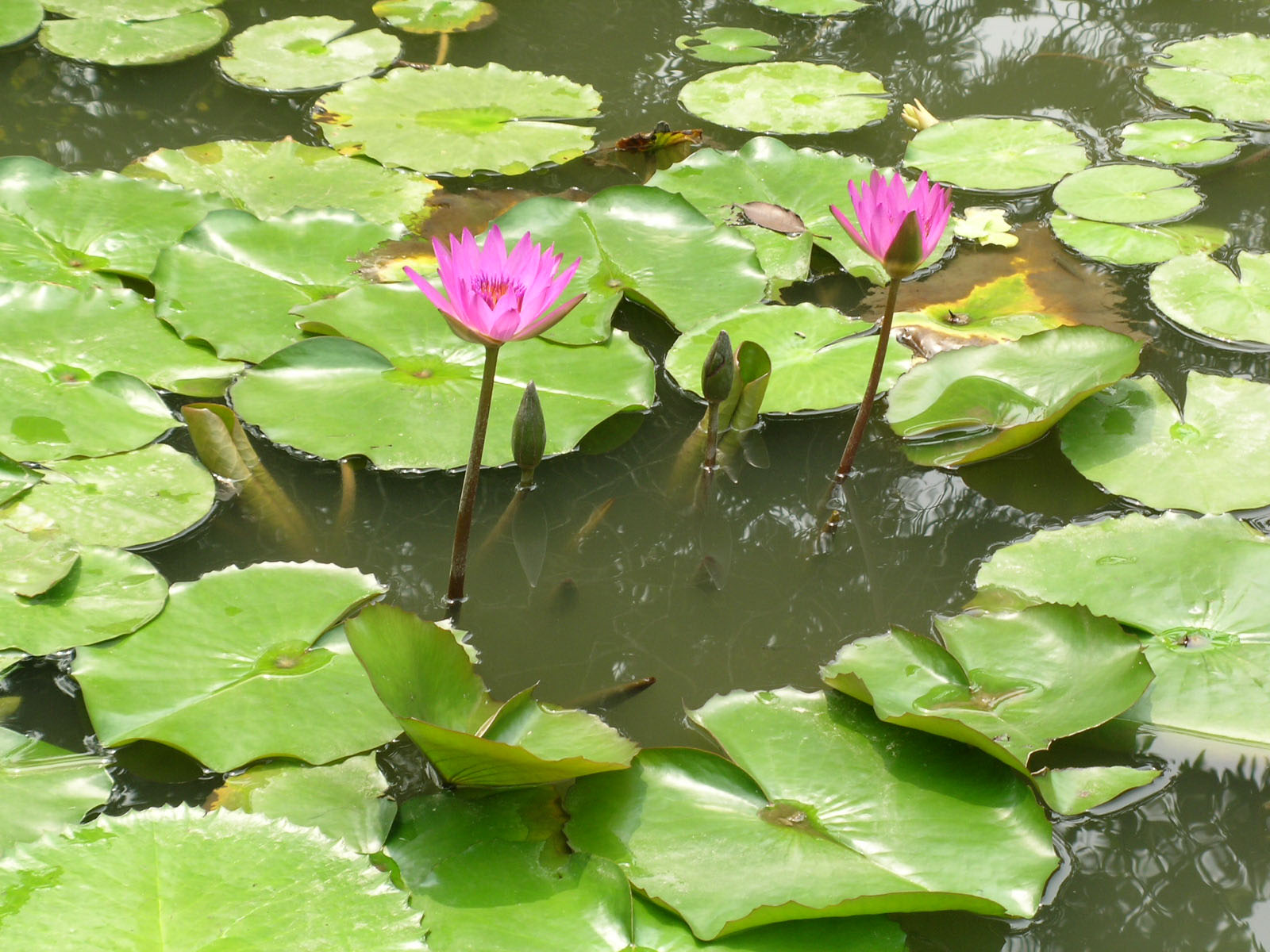 Photo 14: Po Lin Monastery