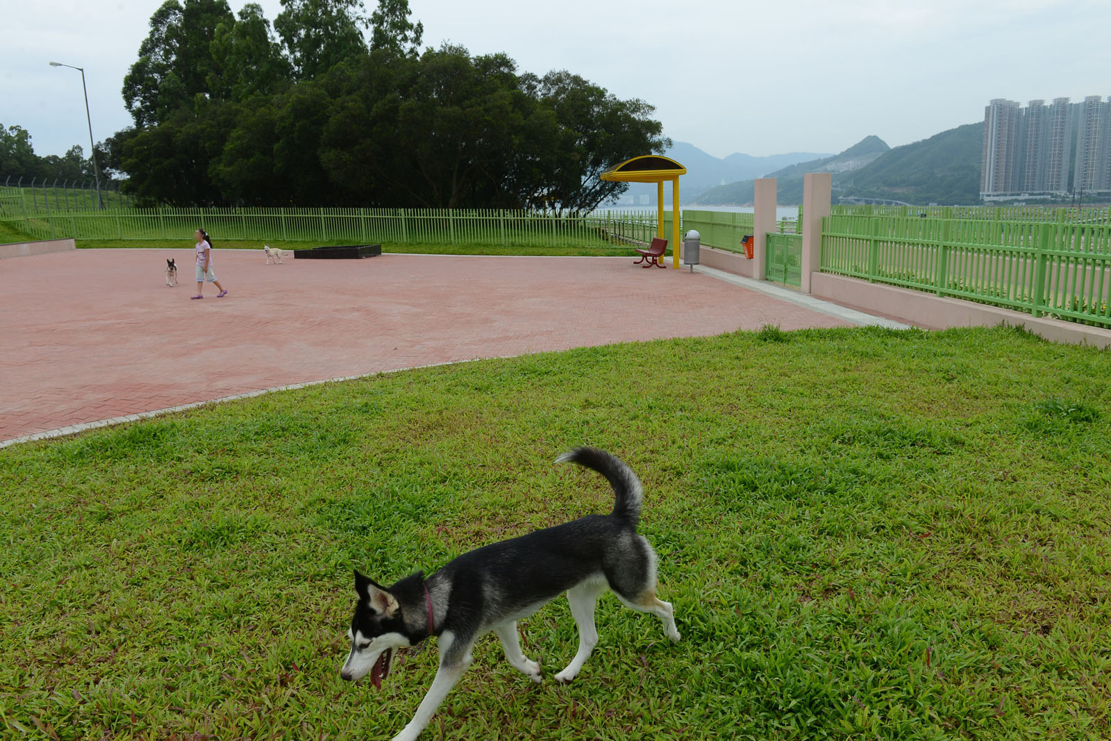 Photo 4: Wan Po Road Pet Garden