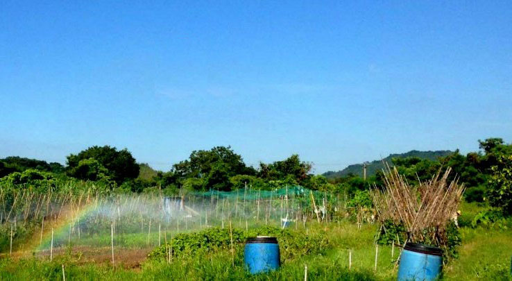 Photo 2: Lohas Organic Farm