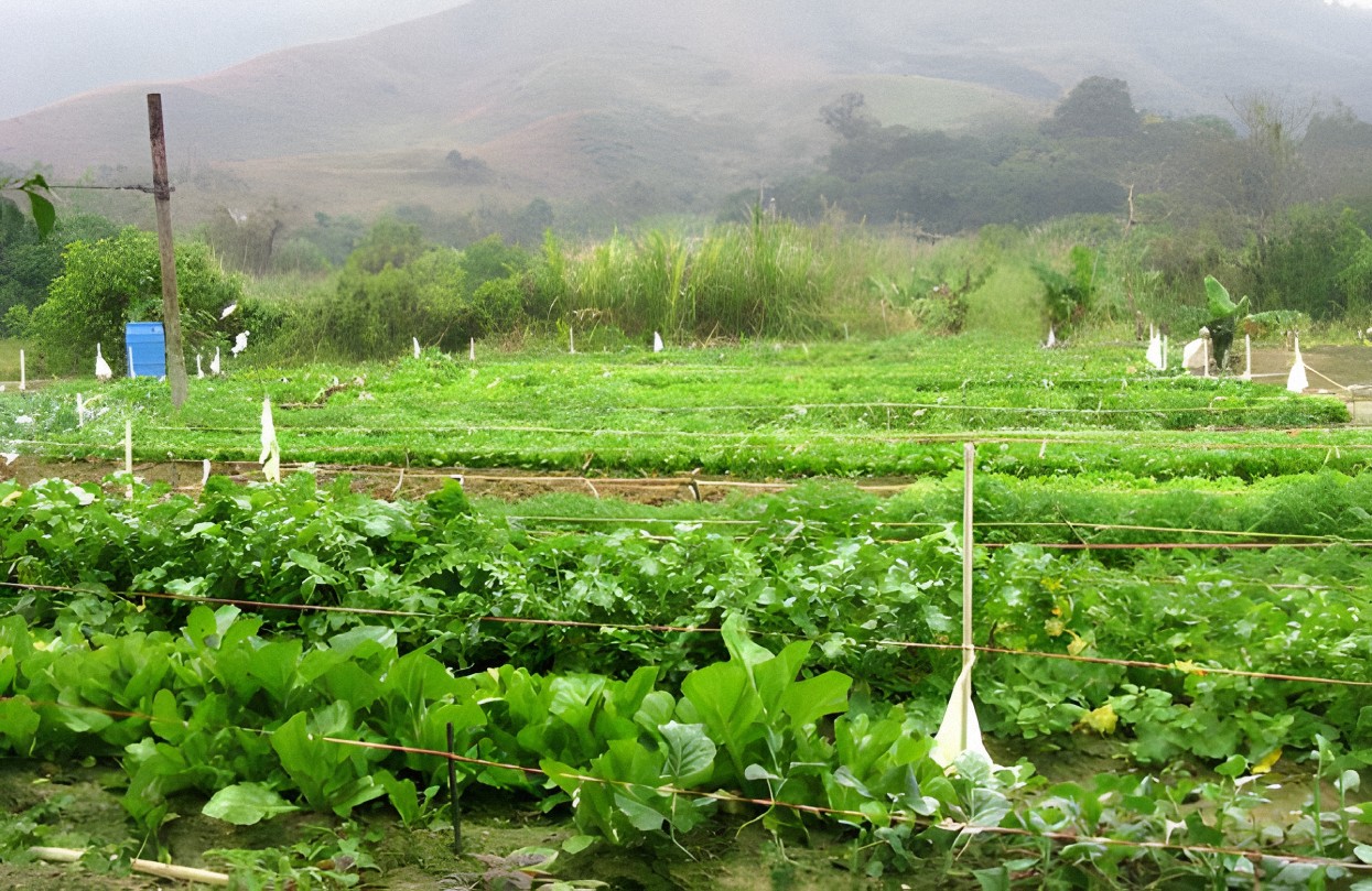 Photo 3: Lohas Organic Farm