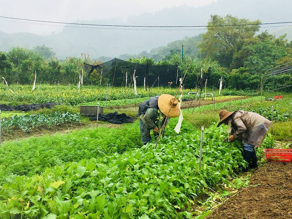 Photo 4: Lohas Organic Farm