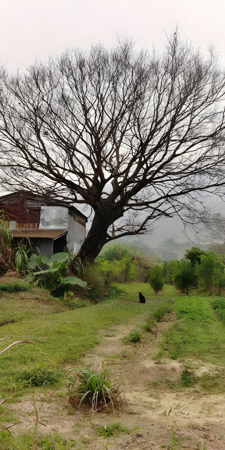 Photo 6: Lohas Organic Farm